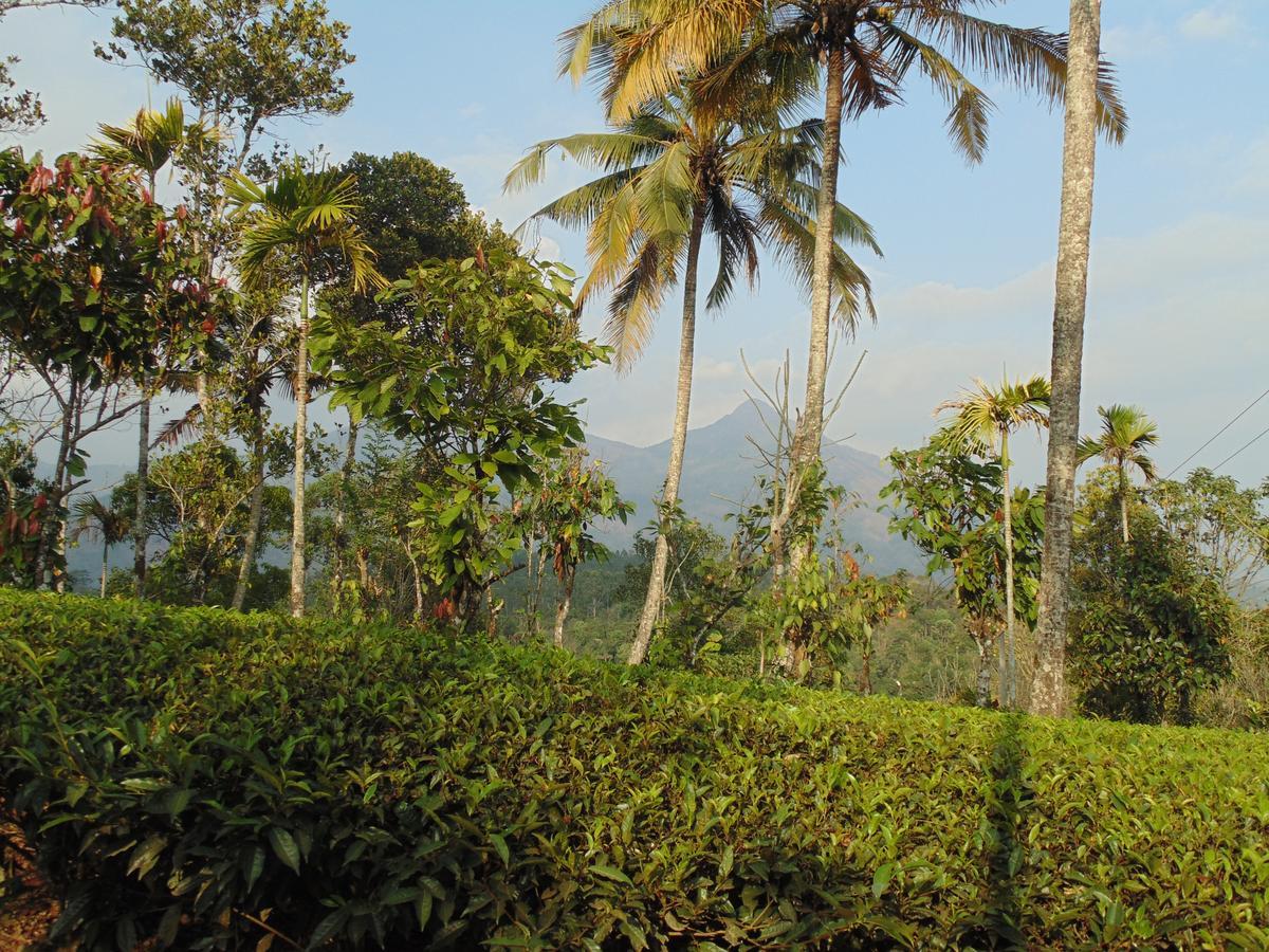 Tranquil Valley Resort Munnar Kültér fotó
